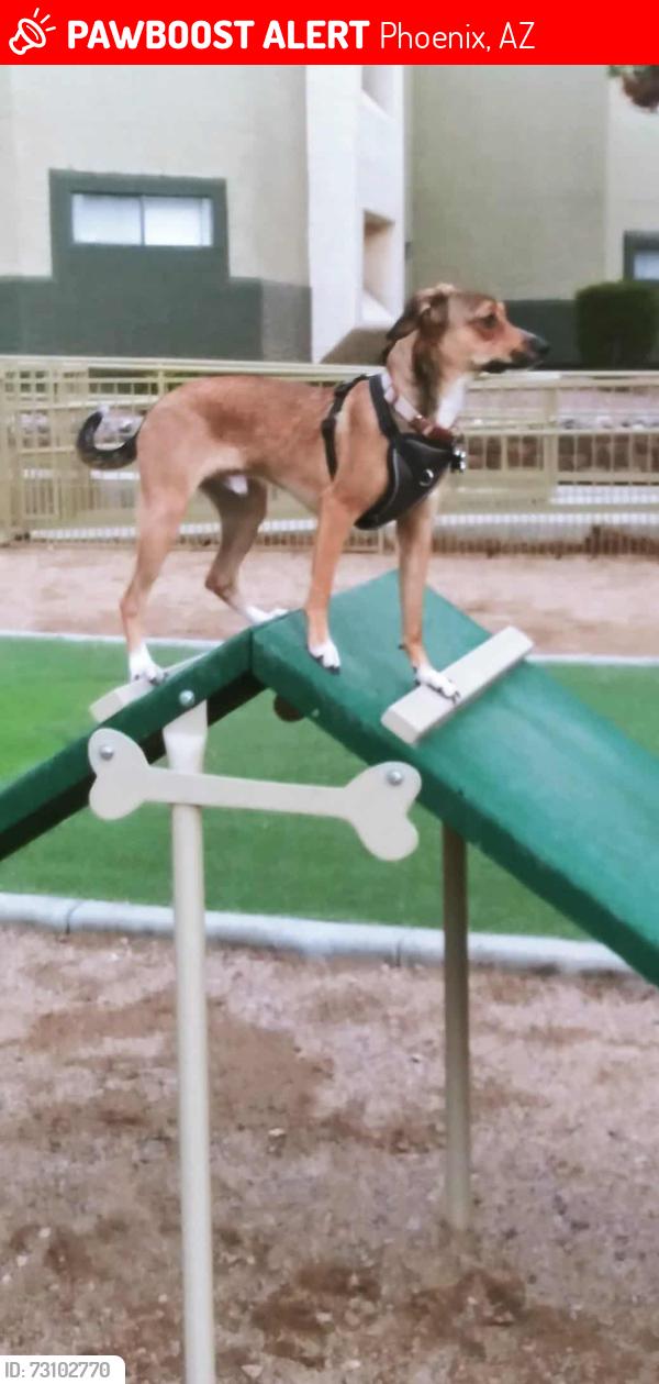 Lost Male Dog last seen 20th Street and Van Buren, Phoenix, AZ 85008