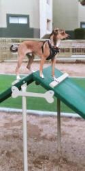 Lost Male Dog last seen 20th Street and Van Buren, Phoenix, AZ 85008