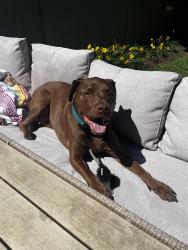 Reunited Male Dog last seen Hwy H and Keuss Farms Dr, Richwoods Township, MO 63071