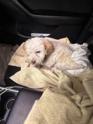 Found/Stray Female Dog last seen Laselle, Moreno Valley, CA 92555