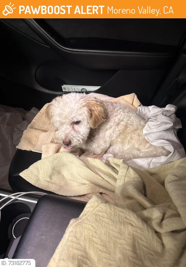Found/Stray Female Dog last seen Laselle, Moreno Valley, CA 92555