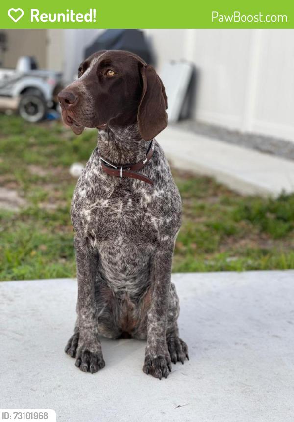 Reunited Female Dog last seen Kenmore Ave, Kirby St, Habana Ave, Armenia Ave , Tampa, FL 33614