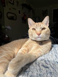 Reunited Male Cat last seen Corner of Emerson and Melbourne St. Near the eastern prom, Portland, ME 04101