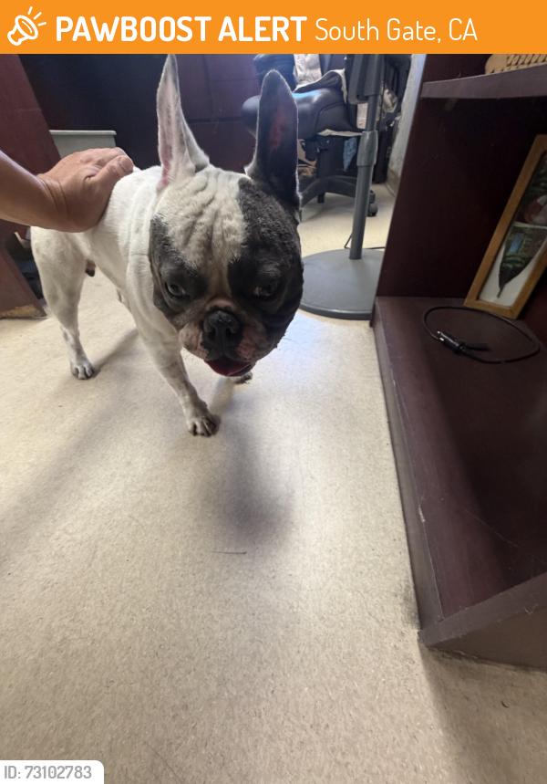 Found/Stray Male Dog last seen Borwick and palmer, South Gate, CA 90280