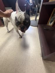 Found/Stray Male Dog last seen Borwick and palmer, South Gate, CA 90280