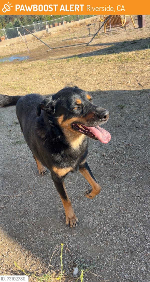 Found/Stray Male Dog last seen Nandina ave and??, Riverside, CA 92570