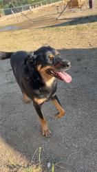 Found/Stray Male Dog last seen Nandina ave and??, Riverside, CA 92570