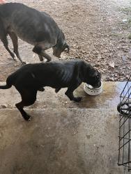 Found/Stray Male Dog last seen Off of Honea Egypt, Montgomery, TX 77316