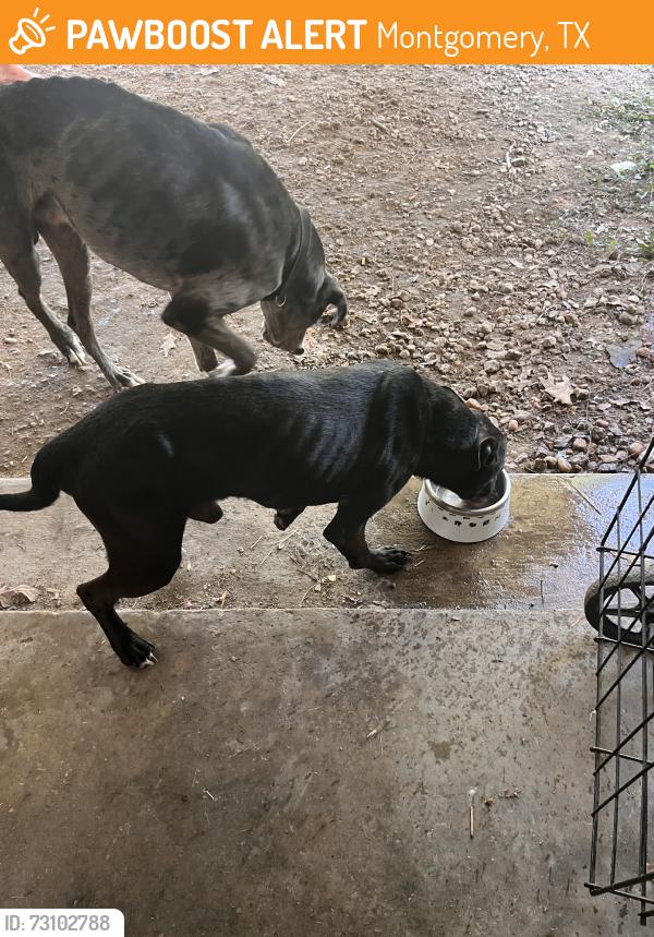 Found/Stray Male Dog last seen Off of Honea Egypt, Montgomery, TX 77316