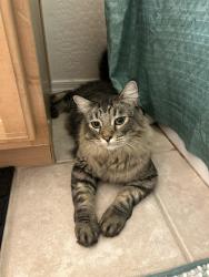 Lost Female Cat last seen Cotton ln & bell rd, Surprise, AZ 85374