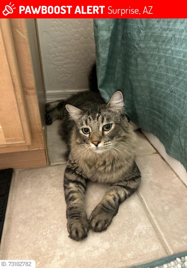 Lost Female Cat last seen Cotton ln & bell rd, Surprise, AZ 85374