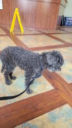 Reunited Male Dog last seen Vinings Vintage Cir, Mableton, GA 30126