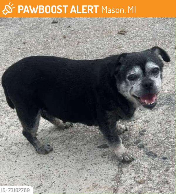Found/Stray Female Dog last seen Hull rd and mason blvd, Mason, MI 48854