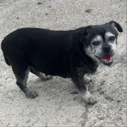 Found/Stray Female Dog last seen Hull rd and mason blvd, Mason, MI 48854