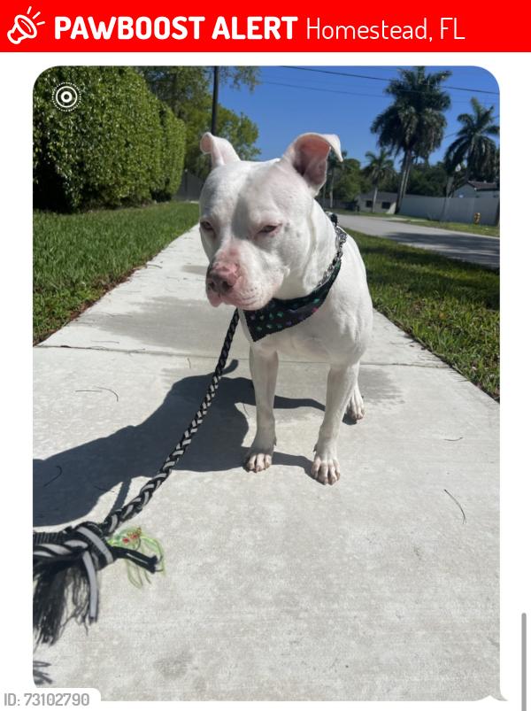 Lost Male Dog last seen NW 2nd Ave & NW 13 St hmstd 33030, Homestead, FL 33030