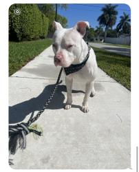 Lost Male Dog last seen NW 2nd Ave & NW 13 St hmstd 33030, Homestead, FL 33030