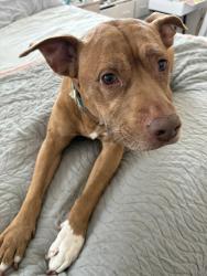 Lost Female Dog last seen Shimmer bluff lane, Atascocita, TX 77396
