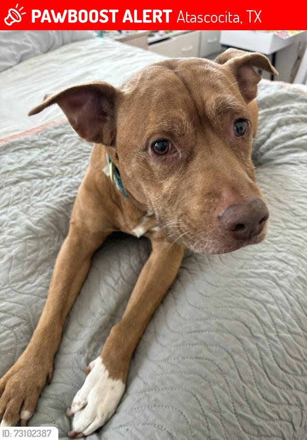 Lost Female Dog last seen Shimmer bluff lane, Atascocita, TX 77396
