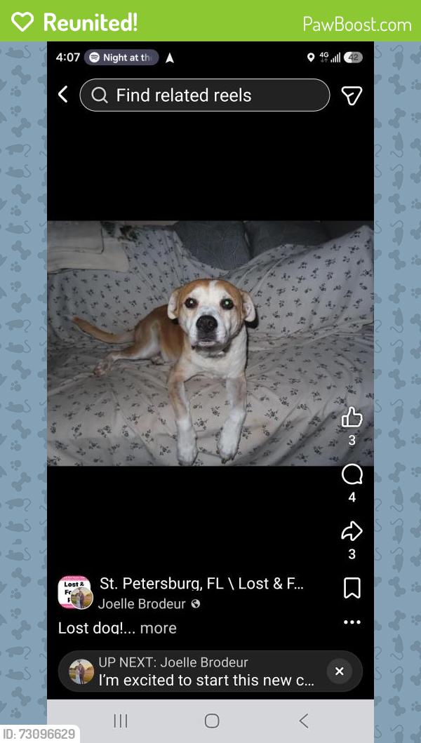 Reunited Male Dog last seen Pinellas point dr / Roy Hannah, St. Petersburg, FL 33712
