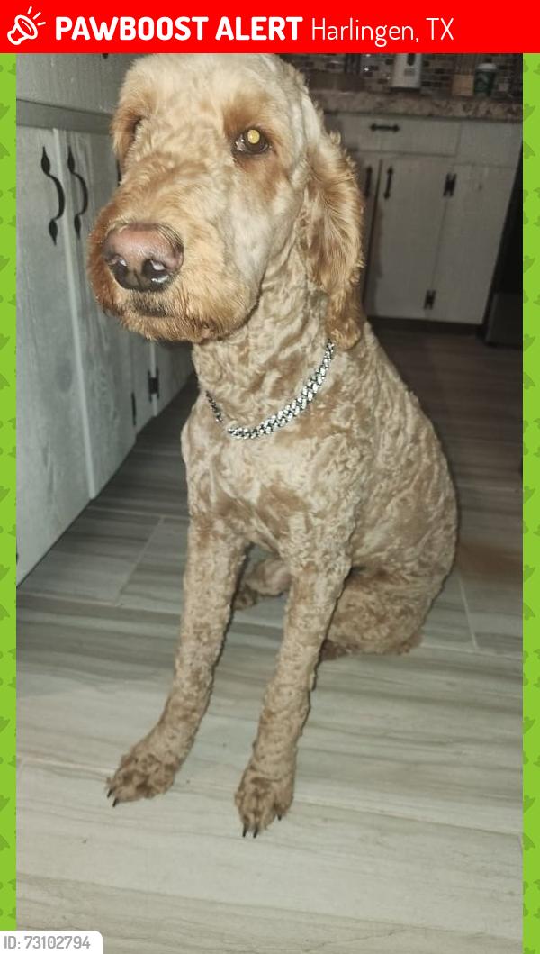 Lost Male Dog last seen Burns Rd, Harlingen, TX 78552