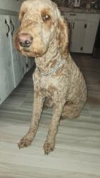 Lost Male Dog last seen Burns Rd, Harlingen, TX 78552