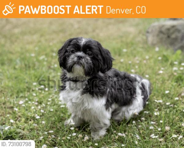 Found/Stray Unknown Dog last seen Harvard and south Patton, Denver, CO 80219