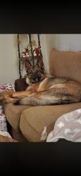 Lost Male Dog last seen Near sids grill, Kernersville, NC 27284