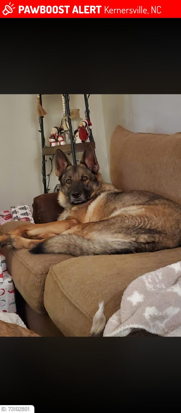Lost Male Dog last seen Near sids grill, Kernersville, NC 27284