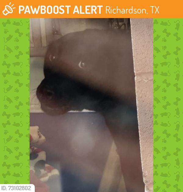 Found/Stray Female Dog last seen Near Fieldwood Dr, Richardson, TX 75081
