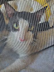 Found/Stray Male Cat last seen Rancho Vista and 11th st, Palmdale, CA 93551
