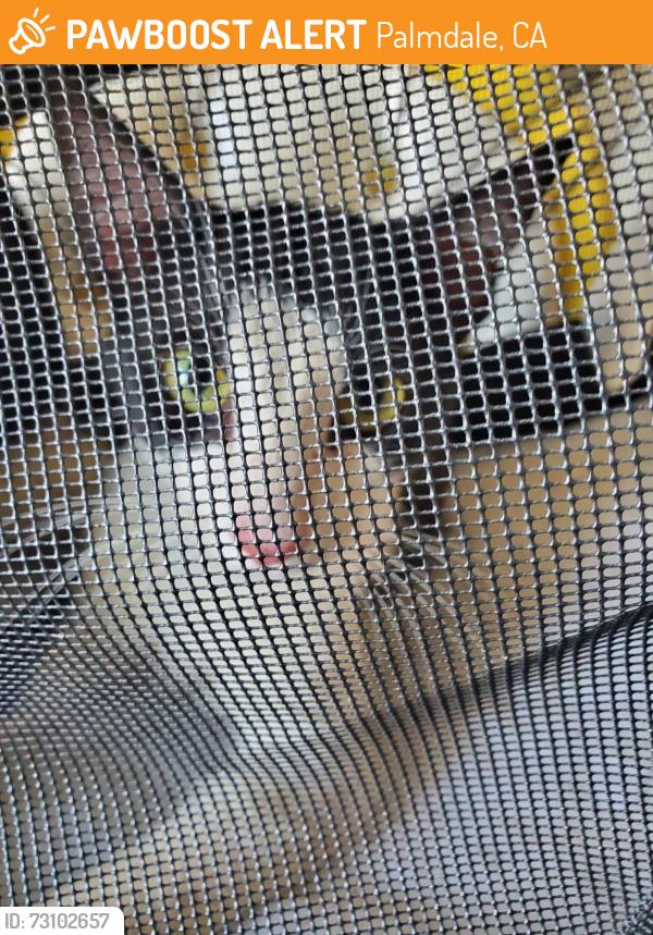 Found/Stray Male Cat last seen Rancho Vista and 11th st, Palmdale, CA 93551