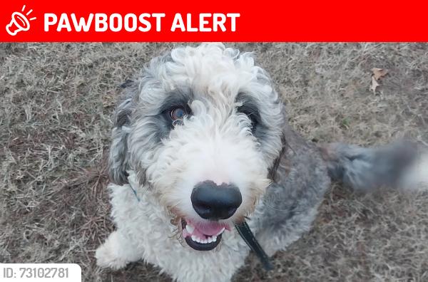 Lost Female Dog last seen 4th Orchard Cir, Edgefield County, SC 29824