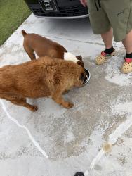 Found/Stray Male Dog last seen Haywood & Roper, Hoke County, NC 28376
