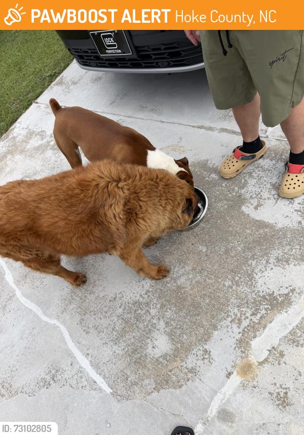 Found/Stray Male Dog last seen Haywood & Roper, Hoke County, NC 28376