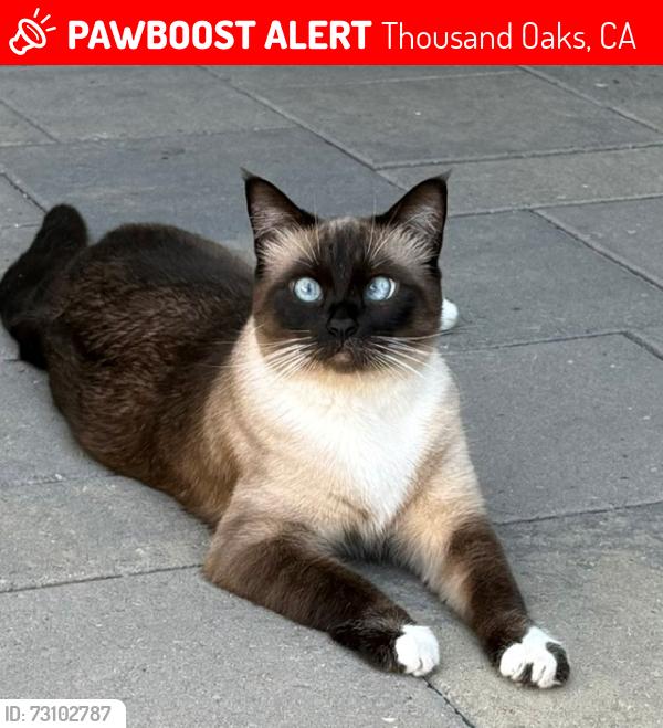 Lost Female Cat last seen Los Feliz Drive/Skyline Drive, Thousand Oaks, CA 91362