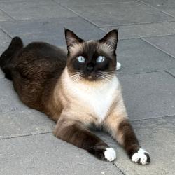 Lost Female Cat last seen Los Feliz Drive/Skyline Drive, Thousand Oaks, CA 91362