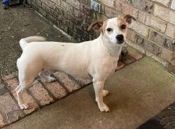 Lost Female Dog last seen McFarland Rd, Mobile, AL 36695