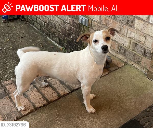Lost Female Dog last seen McFarland Rd, Mobile, AL 36695