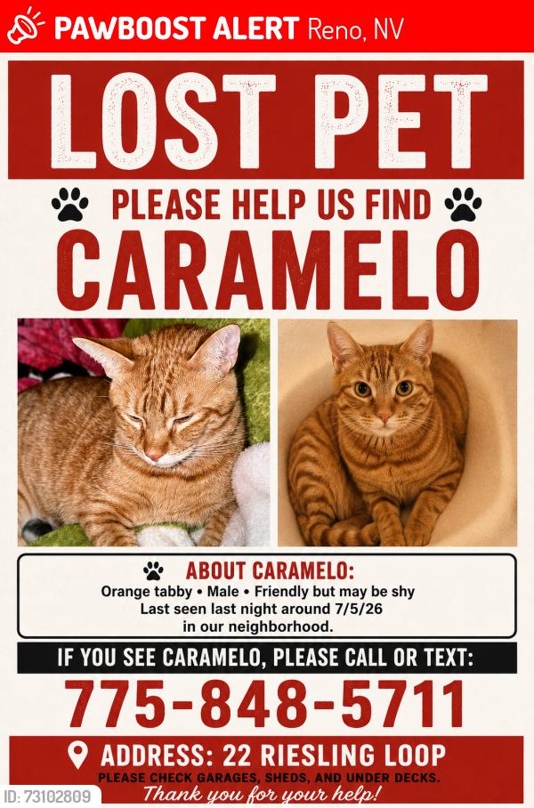 Lost Male Cat last seen sutro st, Reno, NV 89512
