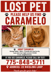 Lost Male Cat last seen sutro st, Reno, NV 89512