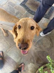 Reunited Female Dog last seen Hayden and McDonald, Scottsdale, AZ 85250