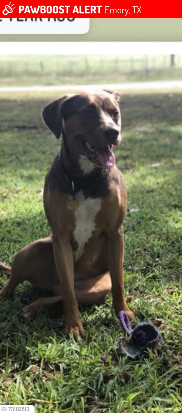 Lost Female Dog last seen Near 779, Emory, TX 75440