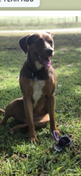 Lost Female Dog last seen Near 779, Emory, TX 75440