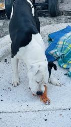 Reunited Male Dog last seen N A St Lake Worth Fl 33460, Lake Worth Beach, FL 33460