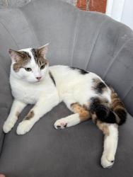 Lost Male Cat last seen Nw1, Greater London, England NW1 9AS