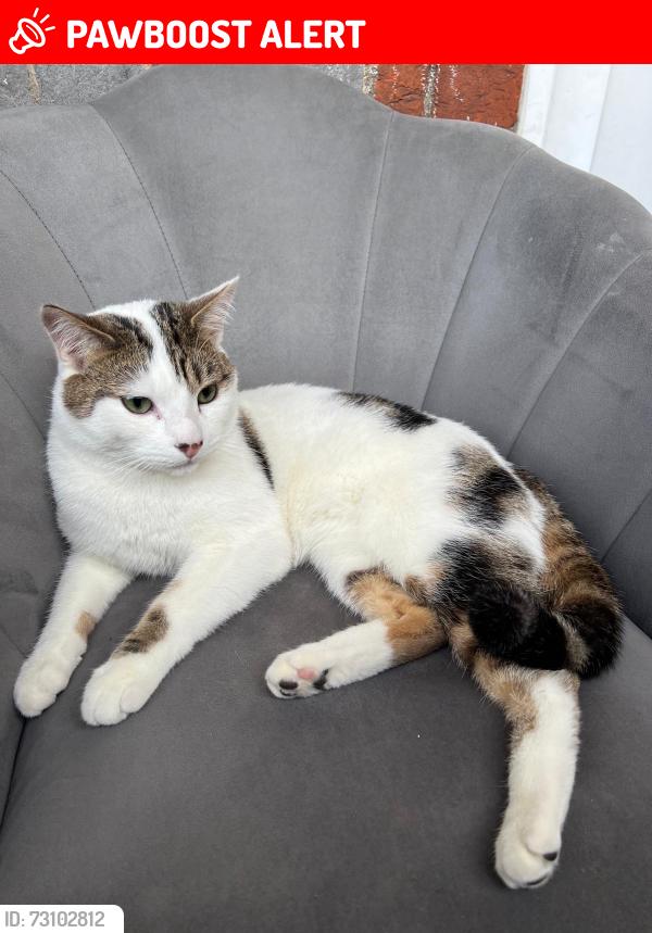 Lost Male Cat last seen Nw1, Greater London, England NW1 9AS