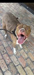 Found/Stray Female Dog last seen Near, Conroe, TX 77304