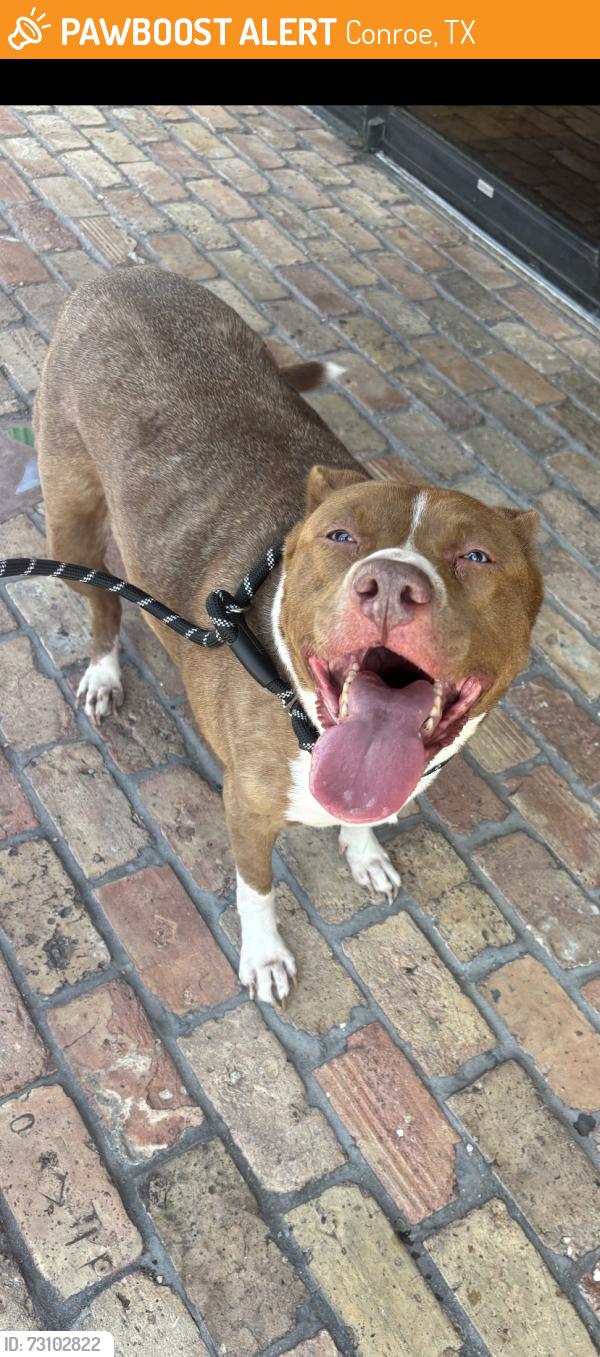 Found/Stray Female Dog last seen Near, Conroe, TX 77304