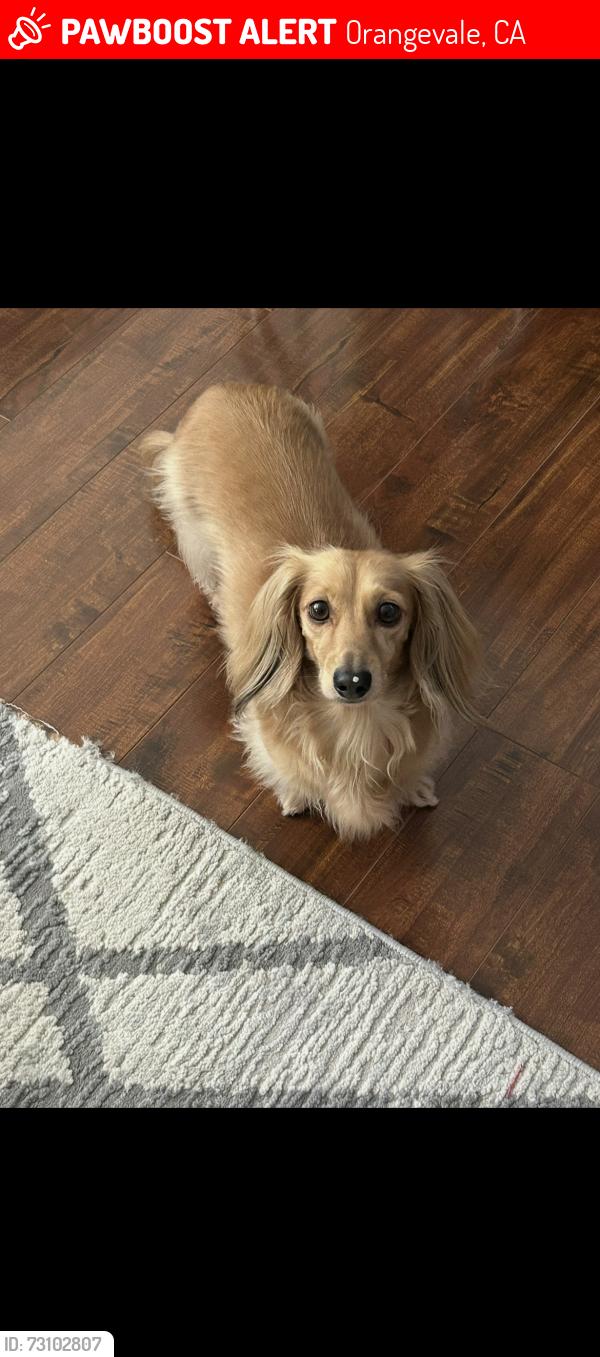 Lost Male Dog last seen Walmart on Greenback Lane, Orangevale, CA 95662