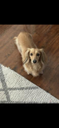 Lost Male Dog last seen Walmart on Greenback Lane, Orangevale, CA 95662